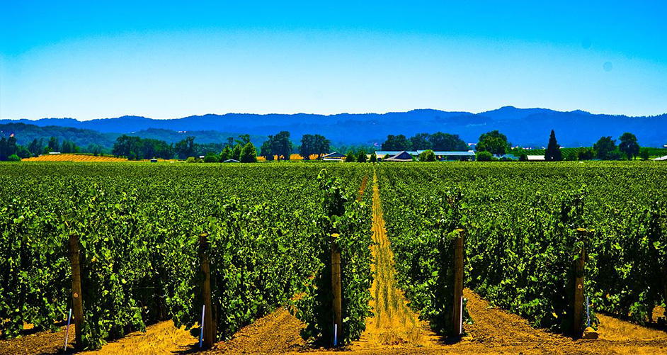 Виноградники и виноградопригодные земли